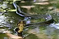 A cottonmouth snake swimming in shallow water.