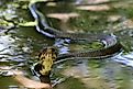 A cottonmouth snake swimming in shallow water.