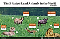 Infographic displaying the 5 fastest land animals by top speed: Cheetah, Pronghorn, Springbok, Blue Wildebeest, and Lion.