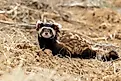 A marbled polecat (Vormela peregusna)