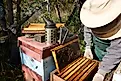 Beekeeper inspecting a beehive.