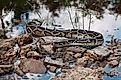 Burmese Python in the Everglades