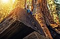 Sequoia National Park