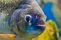 A Piranha