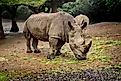 A Javan rhino (Rhinoceros sondaicus)
