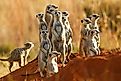 Meerkats in game reserve in South Africa