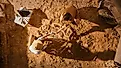 Archeologists digging out ancient bones from the ground.