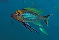 Lake Tanganyika cichlid, feather fin cichlid, Cyathopharynx furcifer at Sibwesa