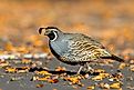 A male California quail.