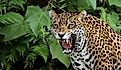 Jaguar in the Amazon Forest
