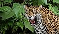 Jaguar in the Amazon Forest