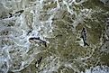 Invasive Asian carp in the tailwaters of Bagnell Dam on the Osage River that makes the lake of the Ozarks