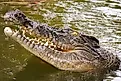 Australian saltwater crocodile head in North Queensland. 