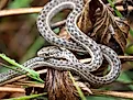 A Western Terrestrial Garter Snake