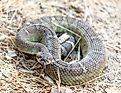 A coiled up northern Pacific rattlesnake.