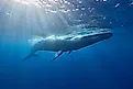 A blue whale in the ocean off the coast of Sri Lanka (Credit: Ajit S N / Shutterstock)