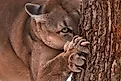A mountain lion with sharp claws exposed.