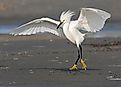Snowy egret (Egretta thula) walking with threatening posture, Galveston, Texas, USA.