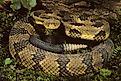 Timber Rattlesnake coiled (Crotalus horridus h.)