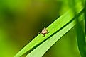 Male Pacific Coast Tick, Dermacentor occidentalis, on blade of grass