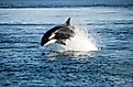 The killer whale, also known as the orca, can be found in the Atlantic OCean. 