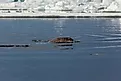 Majestic Narwhal Surfacing in the Arctic Ocean Near Ice Floes