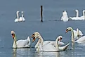 Mute swan (Cygnus olor) is a large water bird with white feathers