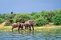 Modern-day elephants on the shore of Lake Edwards.