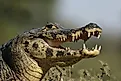 Spectacled caiman