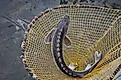 Sturgeon fish in river water