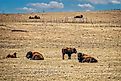 Herd of bison at Tallgrass Prairie National Preserve.