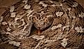 Saw scaled viper one of the most venomous snake in UAE.