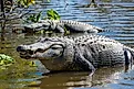 Two American alligators in a swamp.