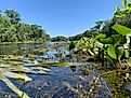 A view of the Wacissa River in Jefferson County, Florida. Cowen Duggar / Shutterstock.com