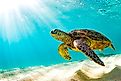 A sea turtle casually swims along a sandy sea floor as the sun penetrates the shallow surface above. 