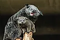 Binturong (Arctictis binturong) 