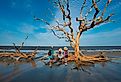 Family relaxing on Driftwood Beach on Jekyll Island, Georgia, with weathered trees at sunset.