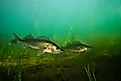 Two walleye at the bottom of a lake. 