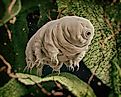 Tardigrades are a special kind of microorganisms that are capable of surviving anywhere.