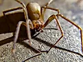 A brown recluse (Loxosceles reclusa)