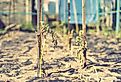 The dried bush of a tomato which withered from lack of water - world drought. Image credit Petrychenko Anton via Shutterstock. 