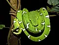 Emerald tree boa resting on a branch. 