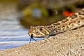 Western rattlesnake
