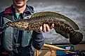 Northern Snakehead (Channa Argus)