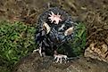 A star-nosed mole looking at the camera.