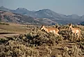 Pronghorn in Lamar Valley, Yellowstone.
