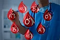 Blood groups are categorized by antibodies and substances contained (or lacking) in the blood.