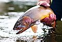 A Yellowstone Cutthroat trout being released into the water, one of the native fish making a come back in these lakes.