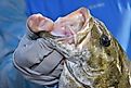 smallmouth bass fished from Lake St. Clair