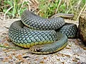 Eastern Yellow-Bellied Racer